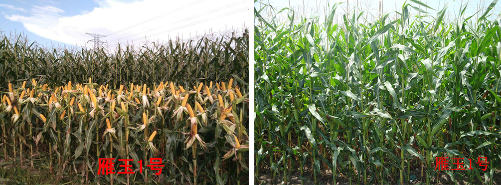 1641881166228178.jpg 1-1.jpg